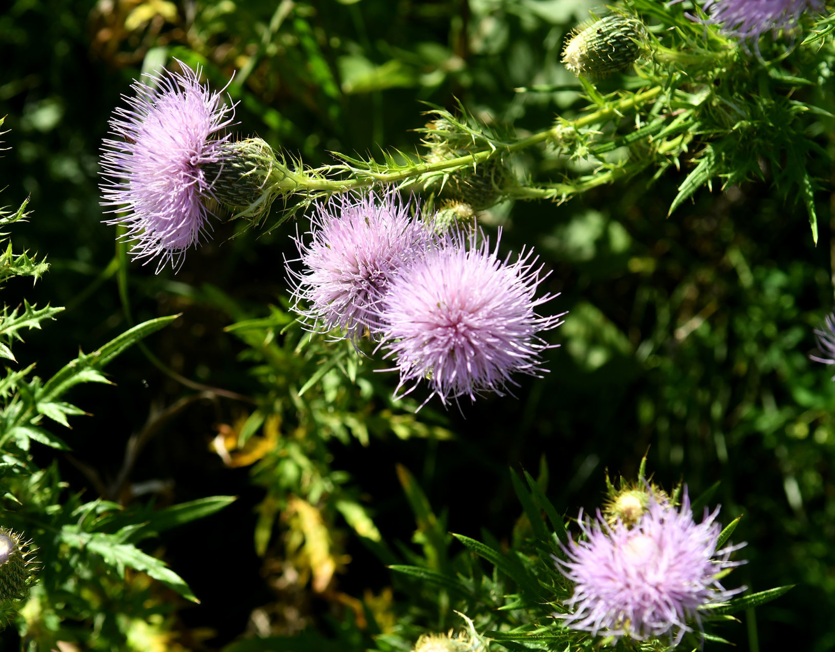 Davenport Fairmount Cemetery prairie
